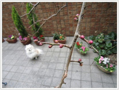 b0167519_9111274.gif