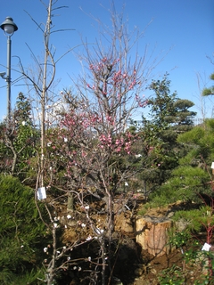 c0134734_1432858.jpg