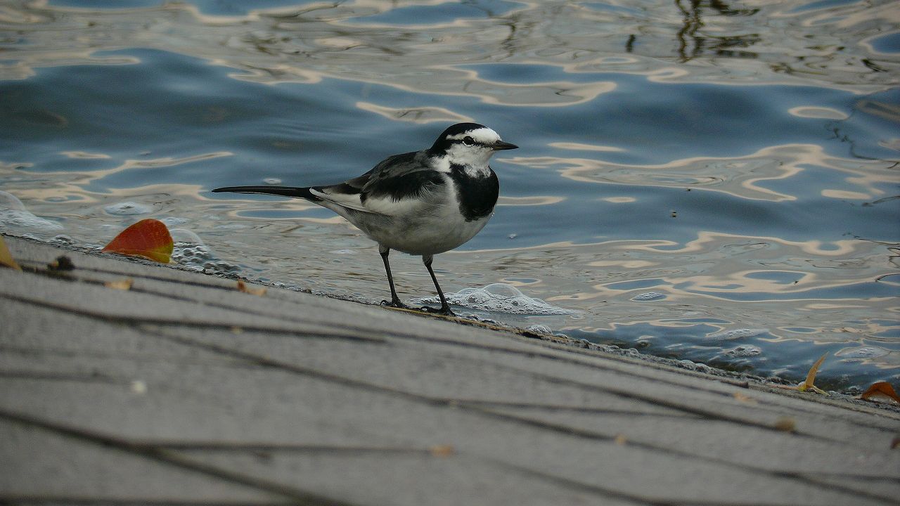 a0185081_1115549.jpg