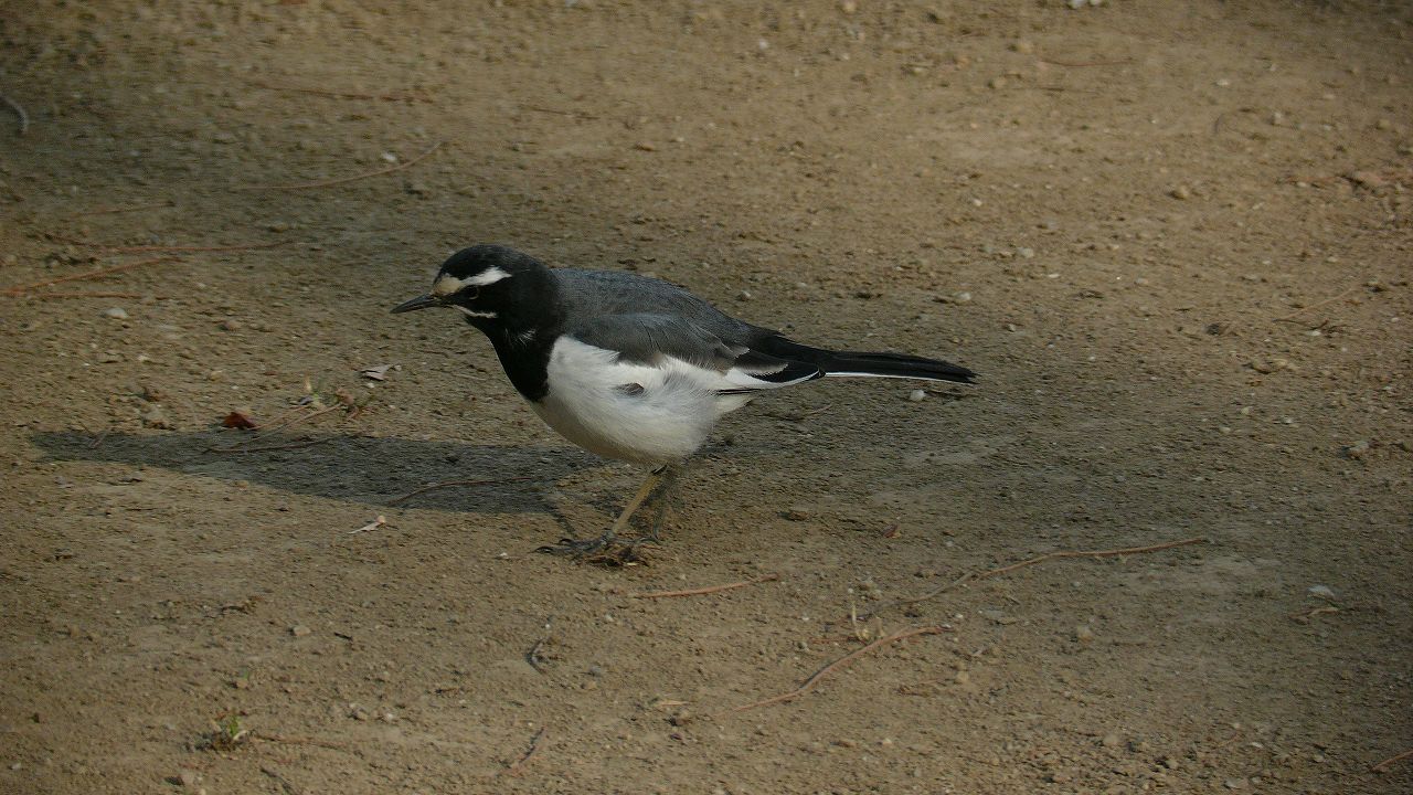 a0185081_11172067.jpg