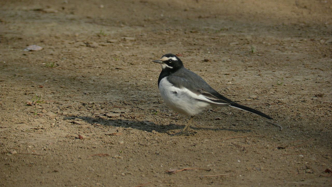 a0185081_1117276.jpg