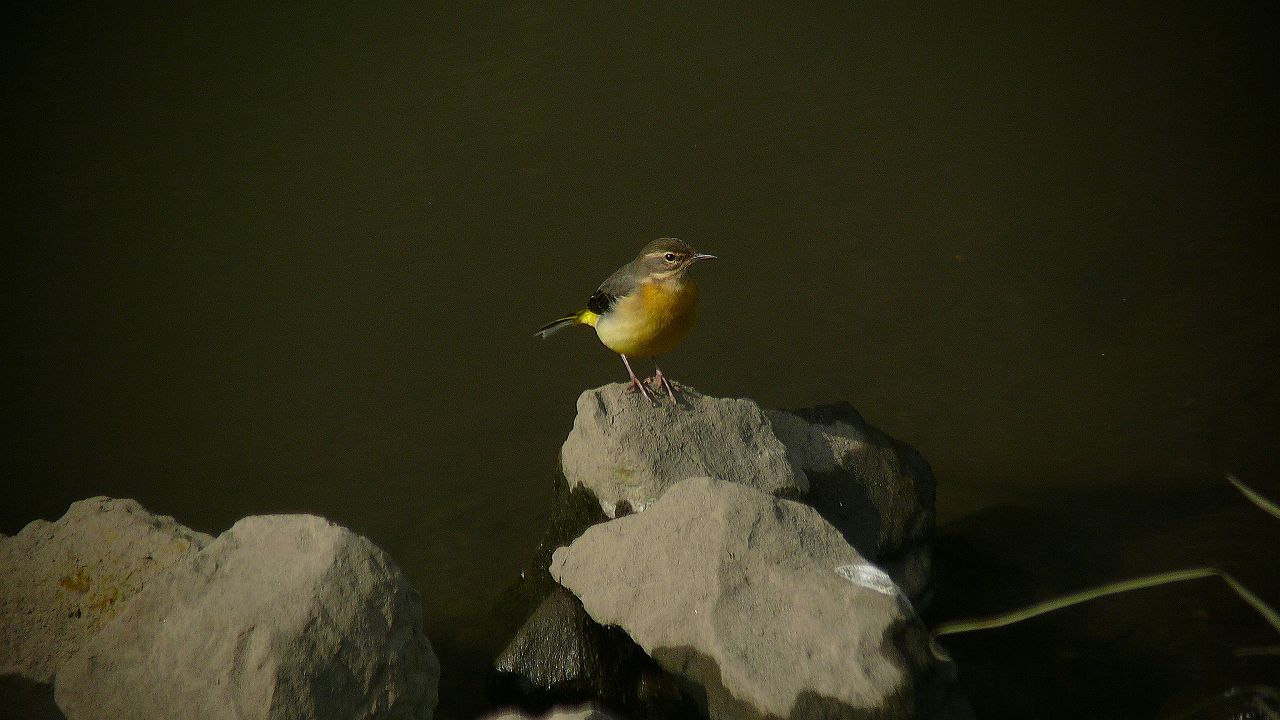 a0185081_11183388.jpg