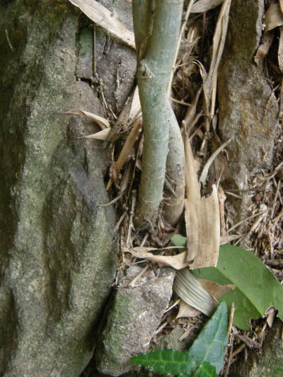e0017396_2302850.jpg