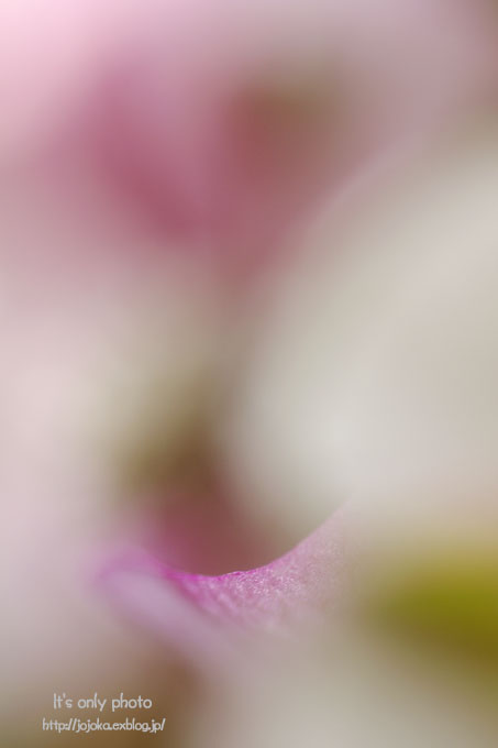 e0008800_20284371.jpg