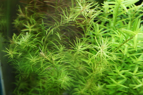 a0183301_19293490.jpg