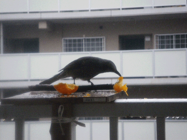 e0098223_9481637.gif
