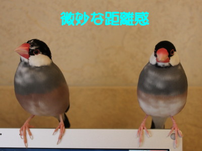 b0158061_21185835.jpg