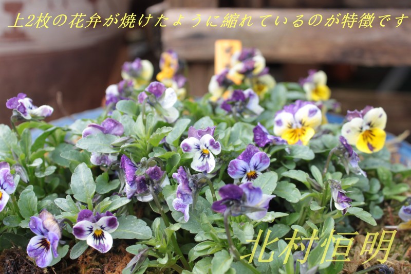 f0165677_17175816.jpg
