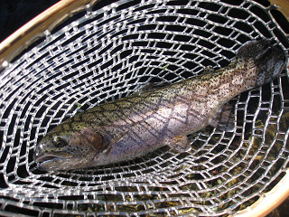 f0065341_1015796.jpg