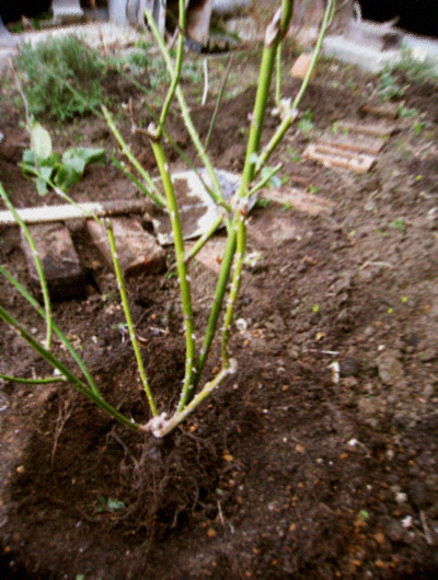d0077603_109288.jpg
