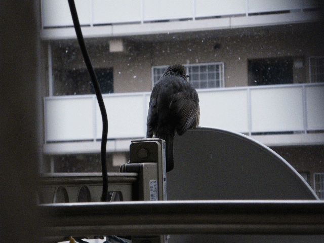 e0098223_12273623.gif