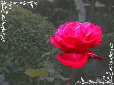 c0068639_21415343.gif
