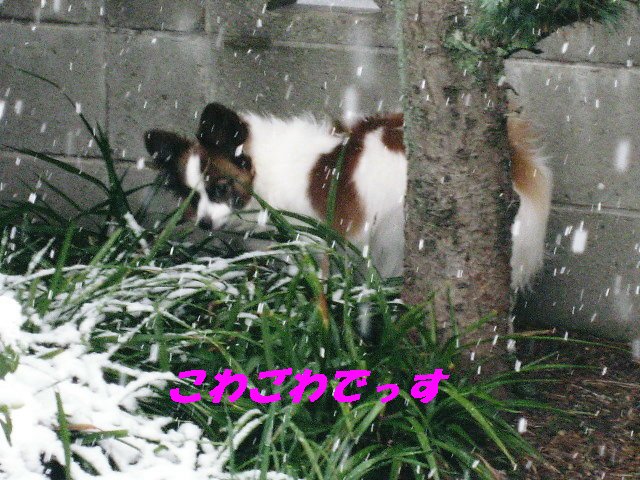 a0149240_10283675.jpg