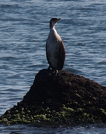 a0146442_1027556.jpg