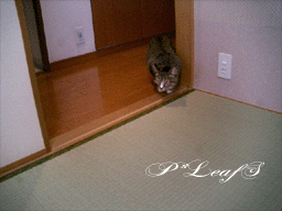 c0176651_018015.gif