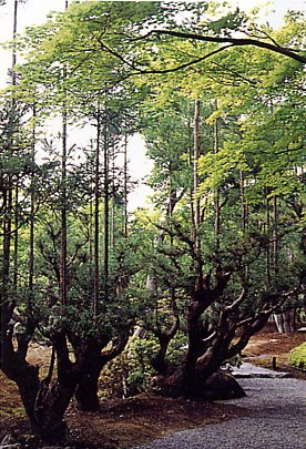a0191852_1304491.jpg