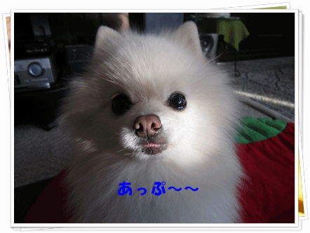 b0167519_892288.gif