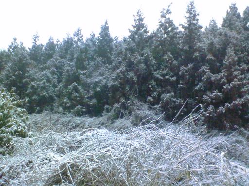 c0097620_2025592.jpg
