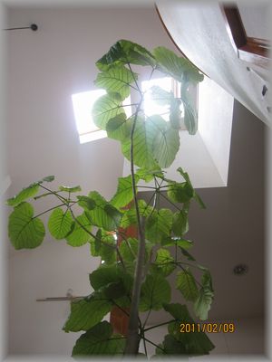 c0120363_1211676.jpg