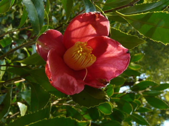 e0145782_917172.jpg
