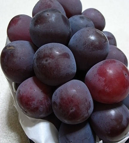 e0043700_1310136.jpg