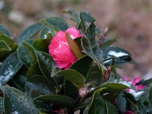 b0052108_2012202.jpg