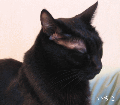 a0166338_2136283.gif