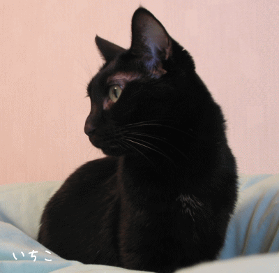a0166338_2136432.gif