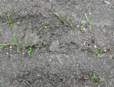 f0016038_18343988.jpg