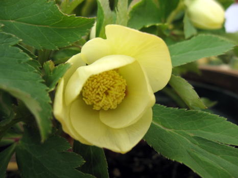 c0147952_0523951.jpg