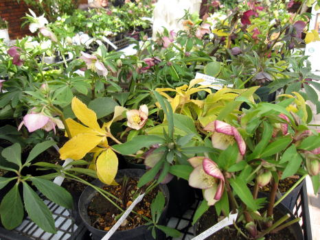 c0147952_175419.jpg