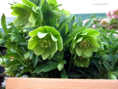 c0147952_22541728.jpg