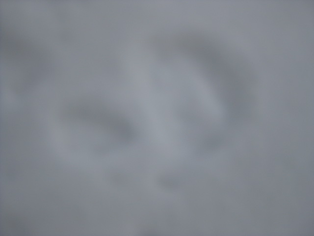 c0119385_15154694.jpg