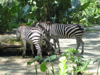 a0042295_16114197.jpg