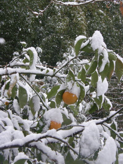 e0017396_1435999.jpg