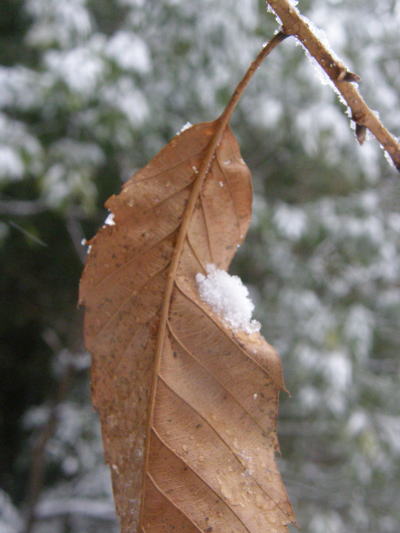 e0017396_1454326.jpg
