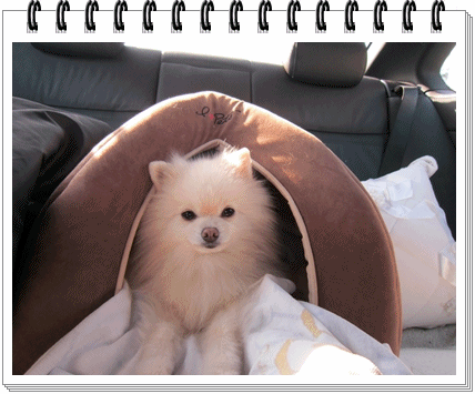 b0167519_10105362.gif