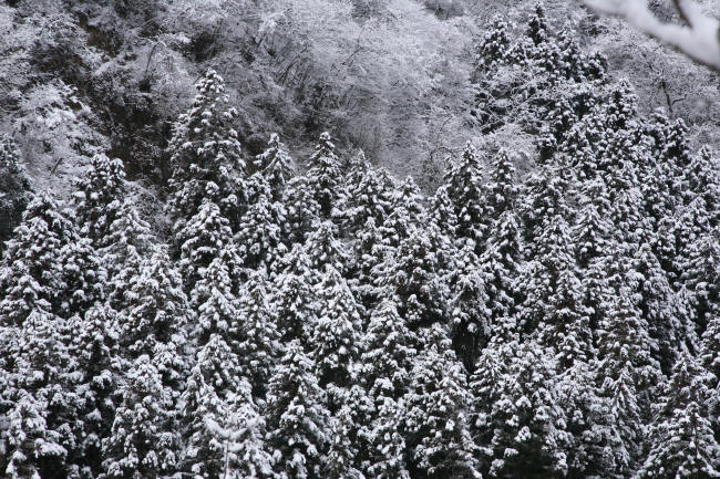 f0017530_2054218.jpg