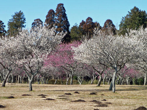 b0045357_925252.jpg