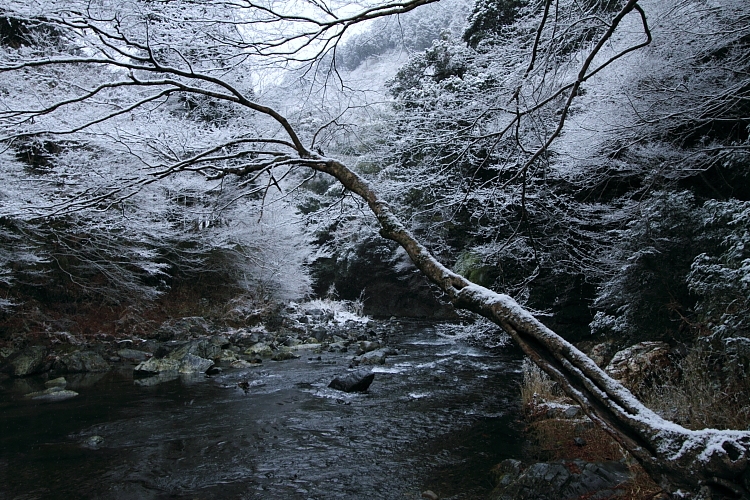e0051888_4325049.jpg