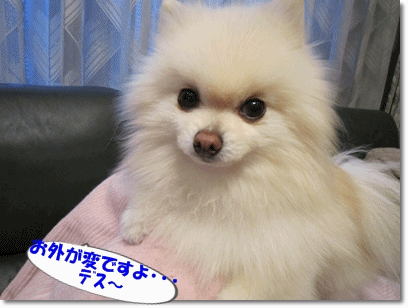 b0167519_10254624.gif