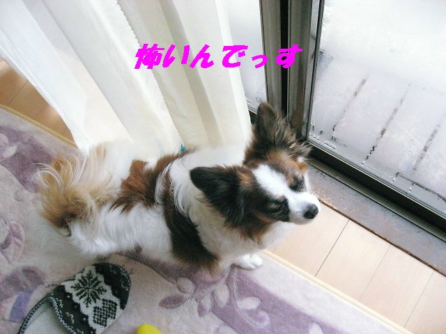 a0149240_10311321.jpg