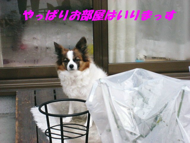 a0149240_10323491.jpg