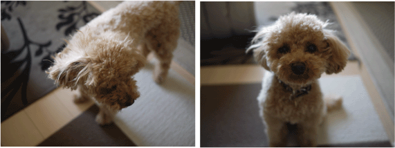 b0182846_16265596.gif