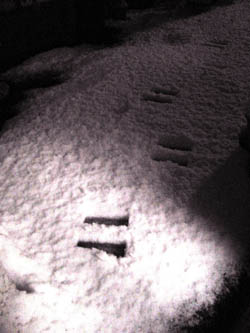 e0181546_1023222.jpg