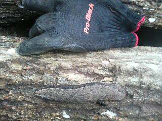 f0194321_1204771.jpg