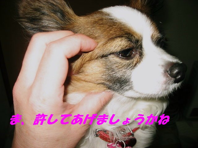 a0149240_11102036.jpg