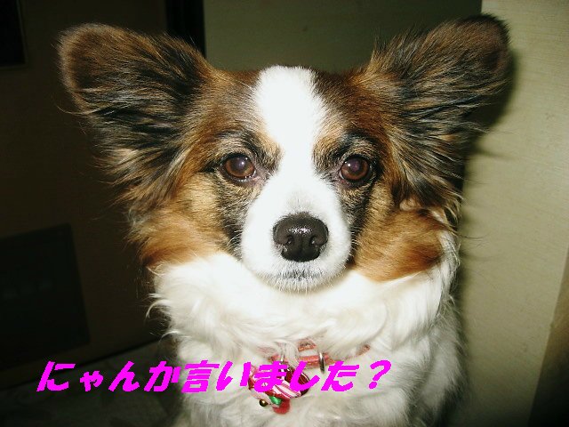 a0149240_11111368.jpg