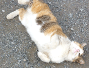 a0007078_15203487.gif