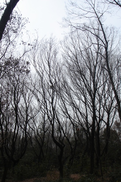 c0135480_18595953.jpg